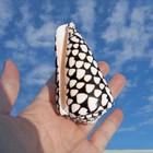 Large Marbled Cone Seashell Conus Marmoreus Rare Real Conch Beach Decor 2 5  In