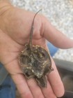 Petrified Snapping Turtle- Weird Dead Animal Carcass Skull Bone Claws 
