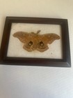 Real Polyphemus Moth Framed Taxidermy Antheraea Large Silk Moth Insect Display