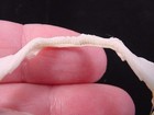  sj-40  2  Cat Shark Jaw Sharks Jaws Teeth Tiny Small Educational Scyliorhinus