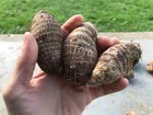 2-pack Giant Elephant Ear Colocasia Bulbs - Tropical Plant For Lush Garden Grow