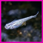 3 1 Blue Miyuki Live Medaka Japanese Ricefish Aquarium Pond   Free Plants