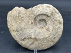 Nice Prepped 8    Texas Cretaceous Fossil Ammonite  Eopachydiscus Marcianus