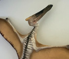 2008 Schleich Quetzalcoatlus Figure Toy Dinosaur Retired 12 5  Wing Span