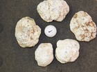 Rough Angelite Specimens -  1  Pound Lot Total - Extra High Quality