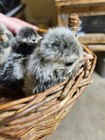 8  Hatching Eggs Beautiful Silver Laced Polish Chickens
