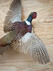 Brand New Jumbo Ringneck Rooster Pheasant Taxidermy Flying Wall Mount