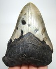Megalodon Shark Tooth Real Fossil 4 10    - Shark Teeth No Restorations No Repairs
