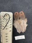 Rothschild  Peacock Pheasant Feathers