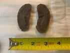 Tullimonstrum Gregarium Fossil   tully Monster  Braidwood  Ill  Penn Per 323 Myo