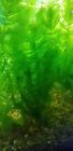  buy 2 Get 1 Free  Fresh Hornwort - Live Aquatic Aquarium And Pond Plant