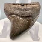 Rare Large 1 88  Fossil Serrated Giant Thresher Shark Tooth - Sc