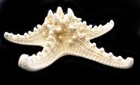 X-large Knobby White Starfish 7   Beach Cottage Wedding Decor Nautical Crafts