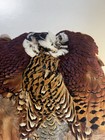 Ringneck Pheasant Skin     Natural      Cabela   s  9 1 2   x 8    -fly Tying