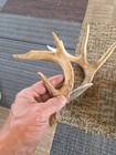 Deer Antlers Large Animal Antlers 