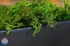 Supermoss  25320  Forest Moss Preserved  Fresh Green  2oz
