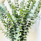 Bunch Of Fresh Live True Blue Eucalyptus  approx 30 Stems 