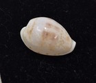 Shell Cypraea Pseudoteres New Caledonia 21 4 Mm