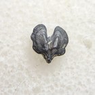 Exceptional Rare Iowa Shark Tooth Fossil Tooth Fossils Maple Hill Formation
