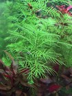 Myriophyllum   Ludwigia Super Red 6 Stem Bundle Live Aquarium Plants