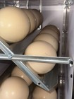 Ostrich Egg For Hatching
