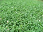 Food Plot Seed No-till Clover Mix Attracts Deer Turkey 2 Lbs Of Seed No Fillers
