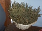 100 Stems 4 In To 12 In  Dried Sweet Annie Artemisia Free Ship