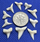 10 White Mako Shark Teeth Modern Isurus Great For Research Reference Collection