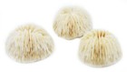 Set Of 6 White Mushroom Corals Home Decor 1-2  Nautical Coastal Beach Crafts 