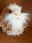 Guinea Pig By Hansa Original Creation 8  Life Realistic Stuffed Animal Nwt