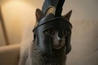 Spartan Warrior Cat Helmet