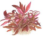 Tropica Alternanthera Reineckii Live Aquarium Plant - Tissue Culture 1-2-grow 