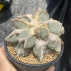 1pc 11 5cm Ariocarpus Retusus Cv self-rooted With Thick Taproot