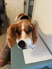 Melissa   Doug Plush 28  Basset Hound Dog Stuffed Animal Lifelike