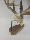 European Skull Mount Table Top Display  Dark White Oak 
