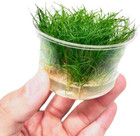 Dwarf Hairgrass Eleocharis Sp 1 Mini Tissue Culture Cup Freshwater Live Aquarium