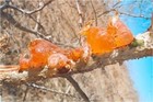 Gum Arabic  4oz  Arabic Gum  Acacia Gum  Traditional Bulk 100  Pure And Natural