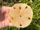 Mexico Fossil Sand Dollar Echinoid Mellitella Californicus Pleistocene Age