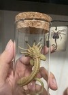 1 6 Alien Xenomorph Facehugger Larval Model