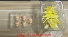 Kong Studio Red Bolt 1 12 Ammit Ssj3 Son Goku Rl002 Yellow Hair Face Head Sculpt
