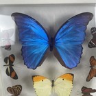 14 Real Butterfly Moth Display Taxidermy Double Glass 3d Shadow Box Frame Rare