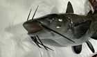 21 3 4 Inches Bull Catfish Freshwater Full Mount  Taxidermy Replica 