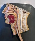 Old Medical Model Of Digestive System 1960s