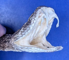 Western Rattlesnake Head W Open Mouth   Fangs Collectible Display Taxidermy 7171