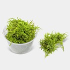 5 5oz  Container Full Of Java Moss  Aquatic Plant 