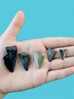 Great White Shark Teeth - Qty 5   Teeth Measure 0 75  To 1 81  