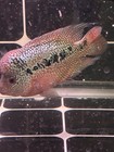 Flowerhorn Cichlid - Freshwater Tropical Fish  Aggressive    Male 5 Inches
