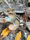 New Taxidermy  Real Eastern Chipmunk Mount  Squirrel Taxidermy  Nature  Gift  