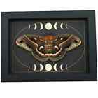 Real Resting Moth Moon Phases Hyalophora Cecropia Female Framed Taxidermy