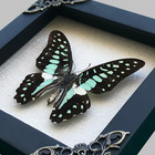 Christmas Gift Real Framed Blue Butterfly Handmade Art Decor Insect Shadow Box